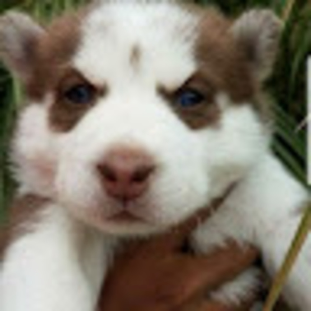 Meet your Posher, Gabriel